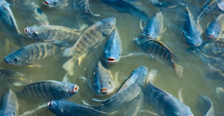 MPA lança consulta pública do Plano Nacional de Desenvolvimento Sustentável da Aquicultura