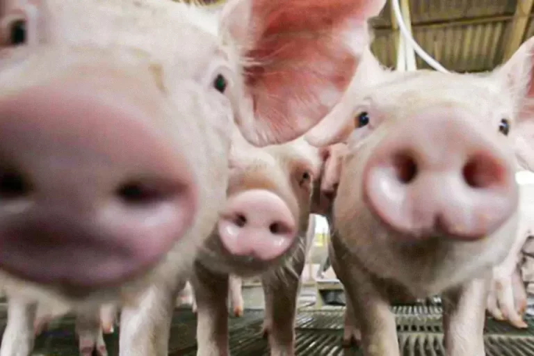 Portaria reforça medidas de biosseguridade na suinocultura catarinense, com apoio financeiro para adequação de produtores