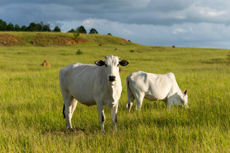 Catar retira restrições à carne bovina brasileira