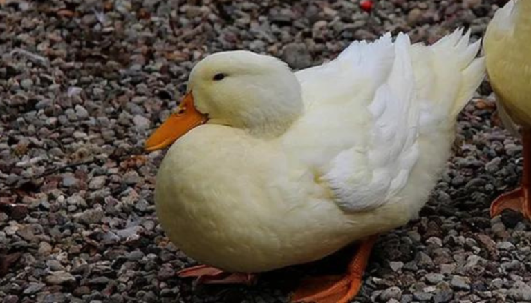 Foco de H5N1 no ES não traz restrições de mercado, diz MAPA