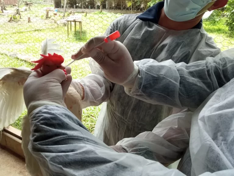 Influenza aviária chega a 62 casos no Brasil