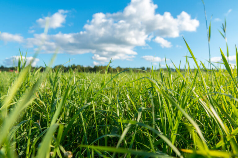 Programa Caminho Verde Brasil destina R$ 30,2 bilhões para recuperar áreas degradadas e ampliar a produção sustentável no país
