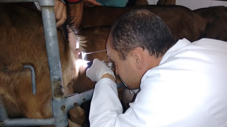 Inseminação artificial em caprinos: como funciona?