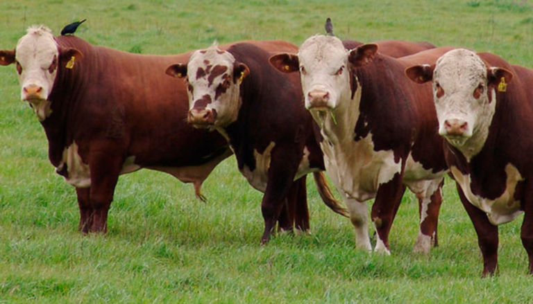 Tecnologia prevê animais com carne de alta qualidade