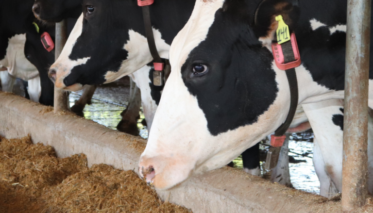 Coleira “smartwatch” usa tecnologia para vacas “falarem”
