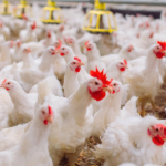 Granja Pinheiros inaugura incubatório de alta tecnologia no Rio Grande do Sul