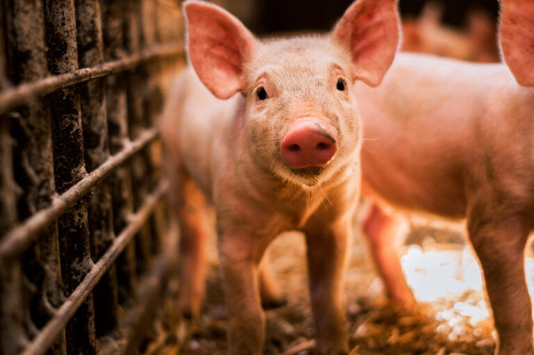 Tendências e desafios da suinocultura global são temas no Pork Meet