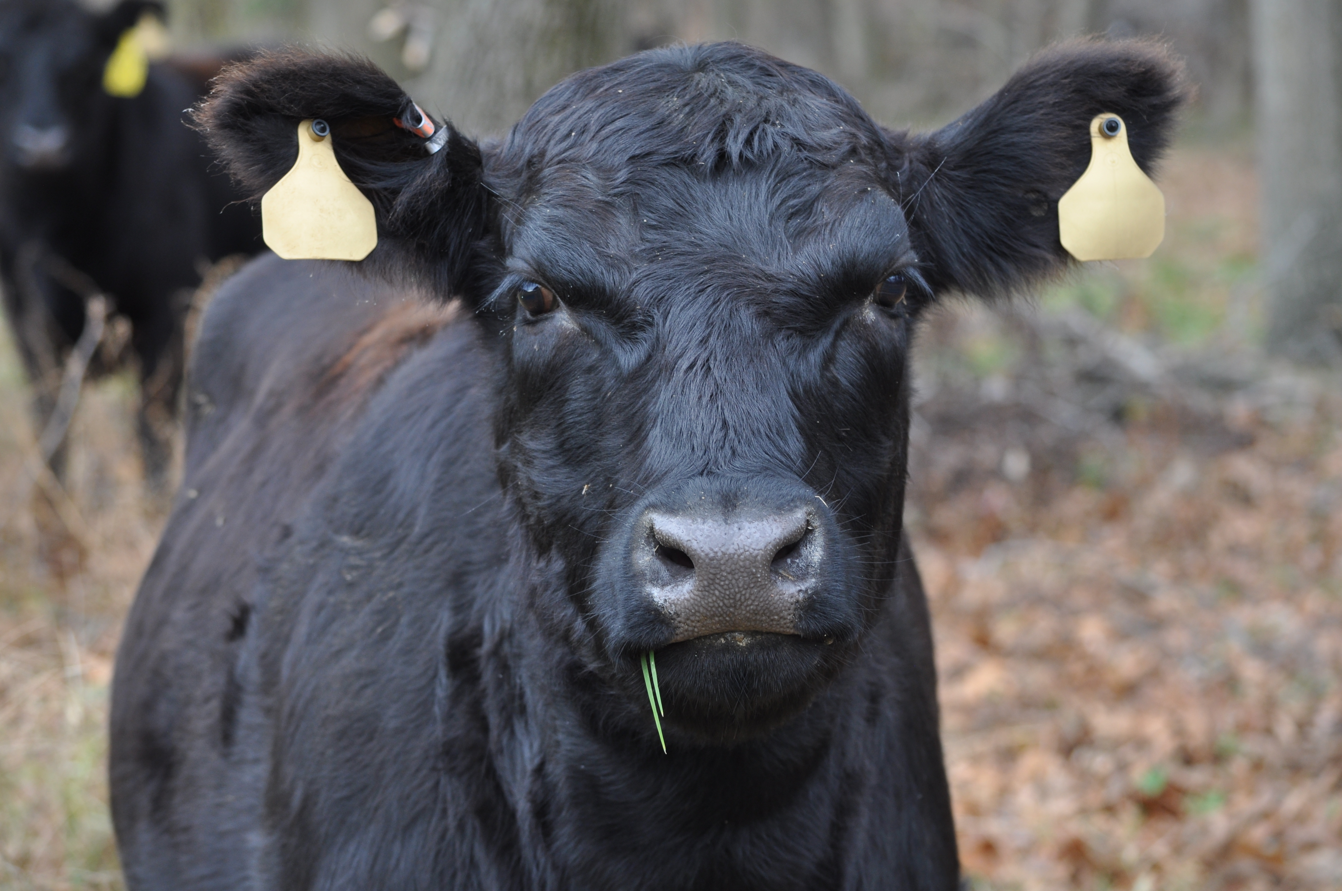 A black angus cow with a blade of grass in her mouth looking straight at the camera.