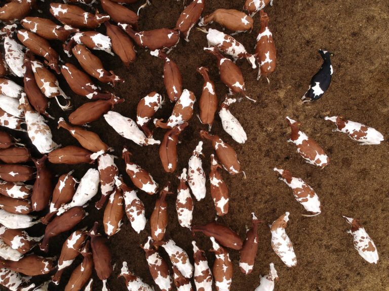 Aerial view of corral full of cattle