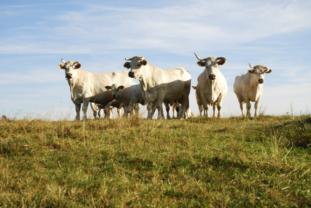 Cattle Herd