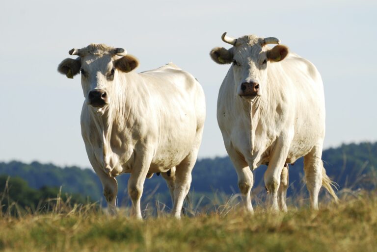 Cattle Herd