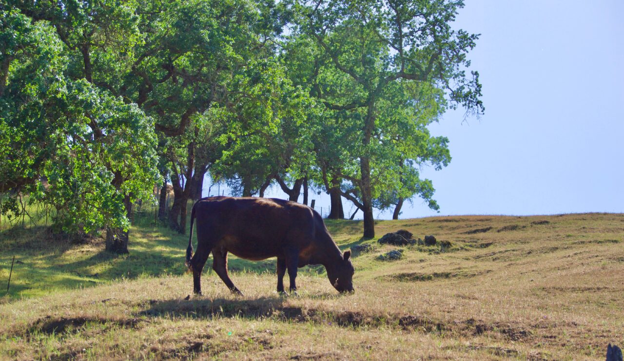 Cattle on the hill, grazing in Northern California