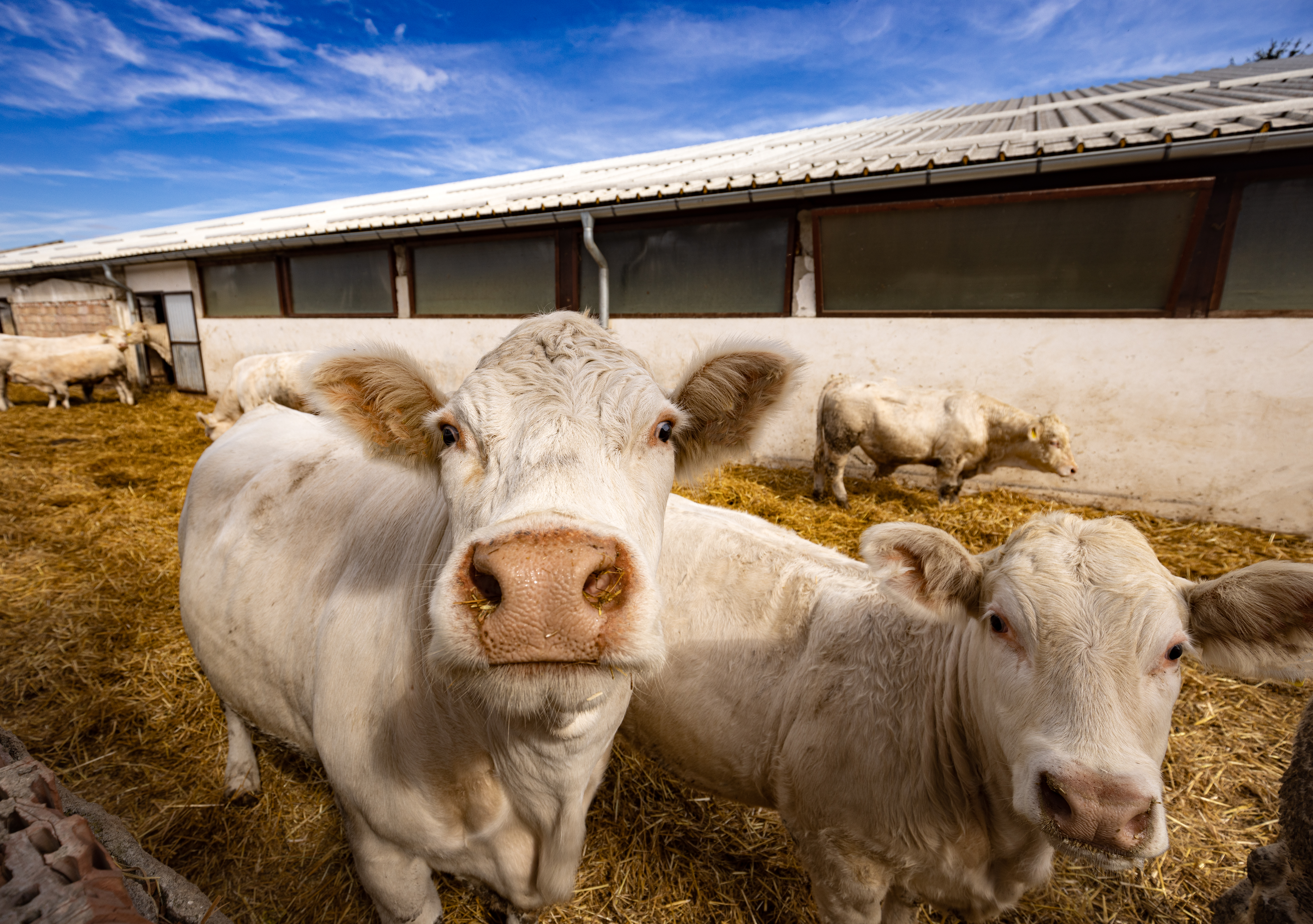 Charolais beef cattle