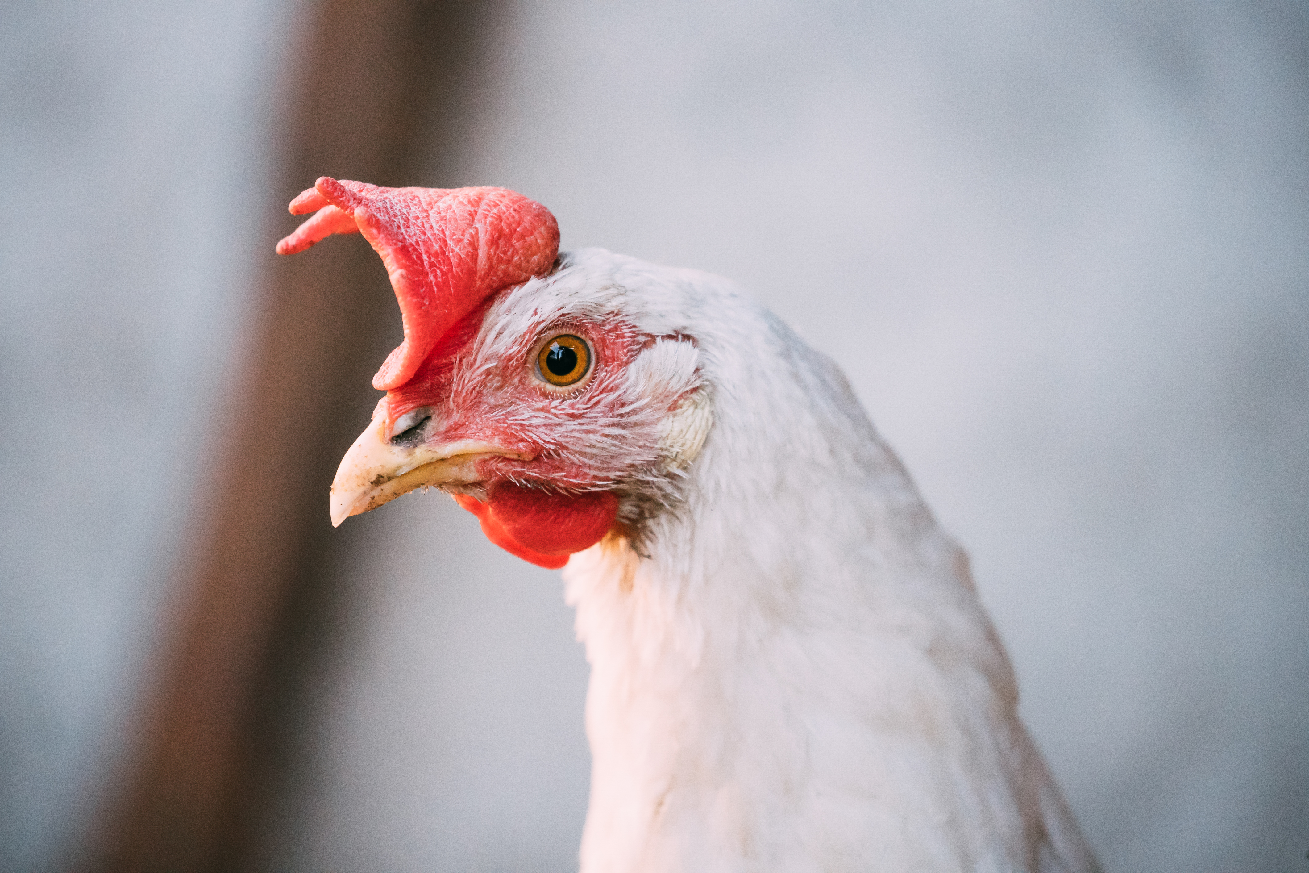 Close Up White Chicken In Rustic Farm Yard