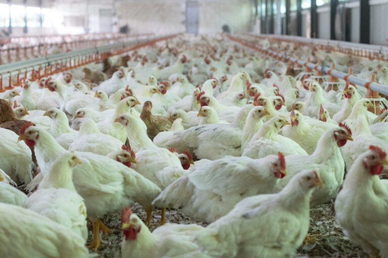 Closeup shot of broiler chickens into the indoor chicken farm