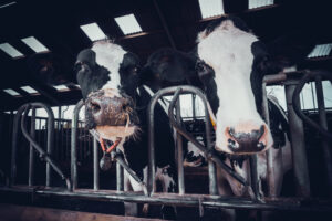 cows in the hangar. Cows on Farm