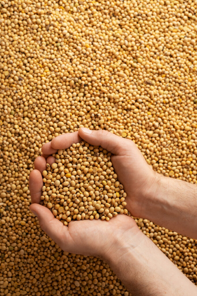 Human caucasian handfuls with soy beans over soybean background