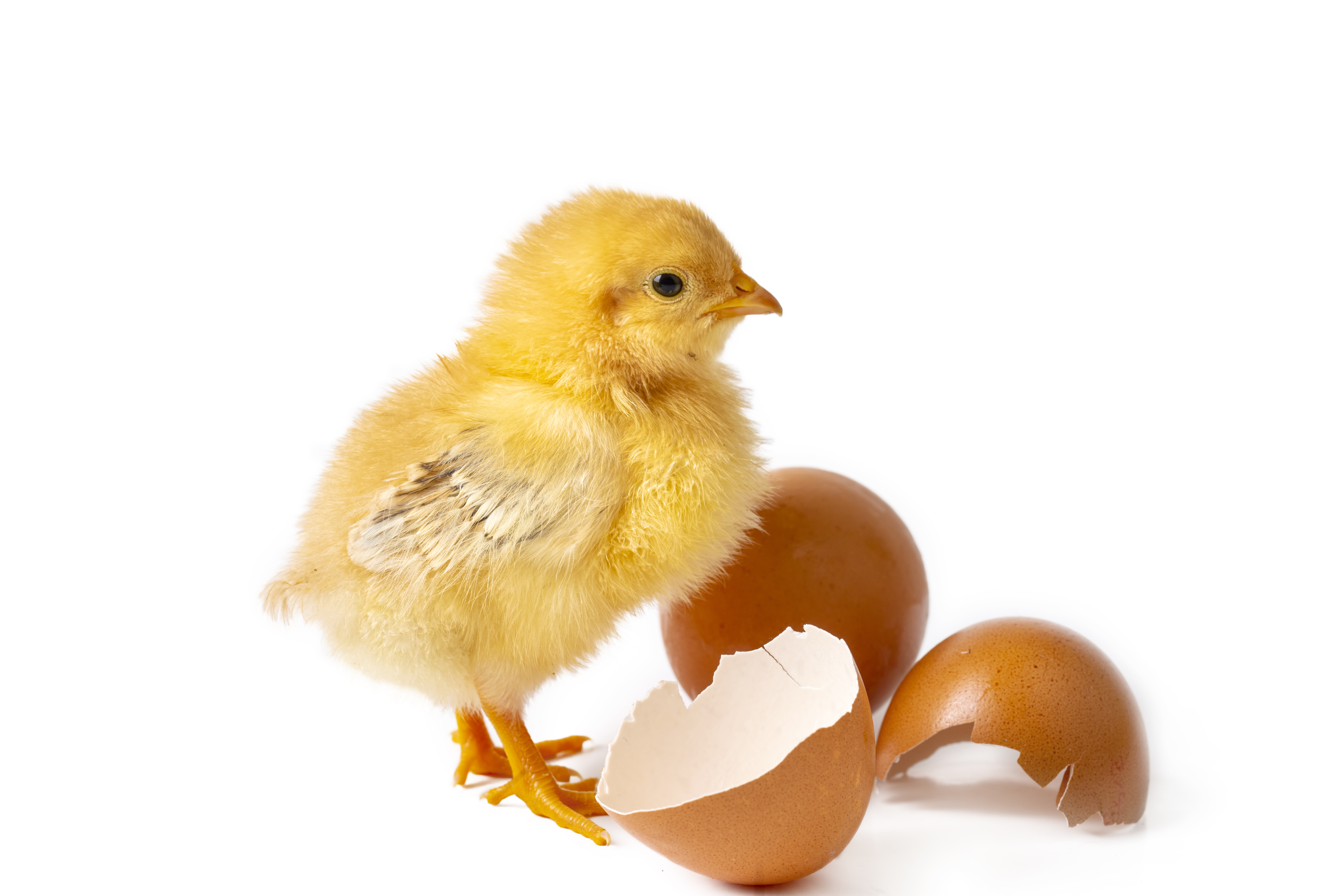 Little newborn yellow chicken standing near egg