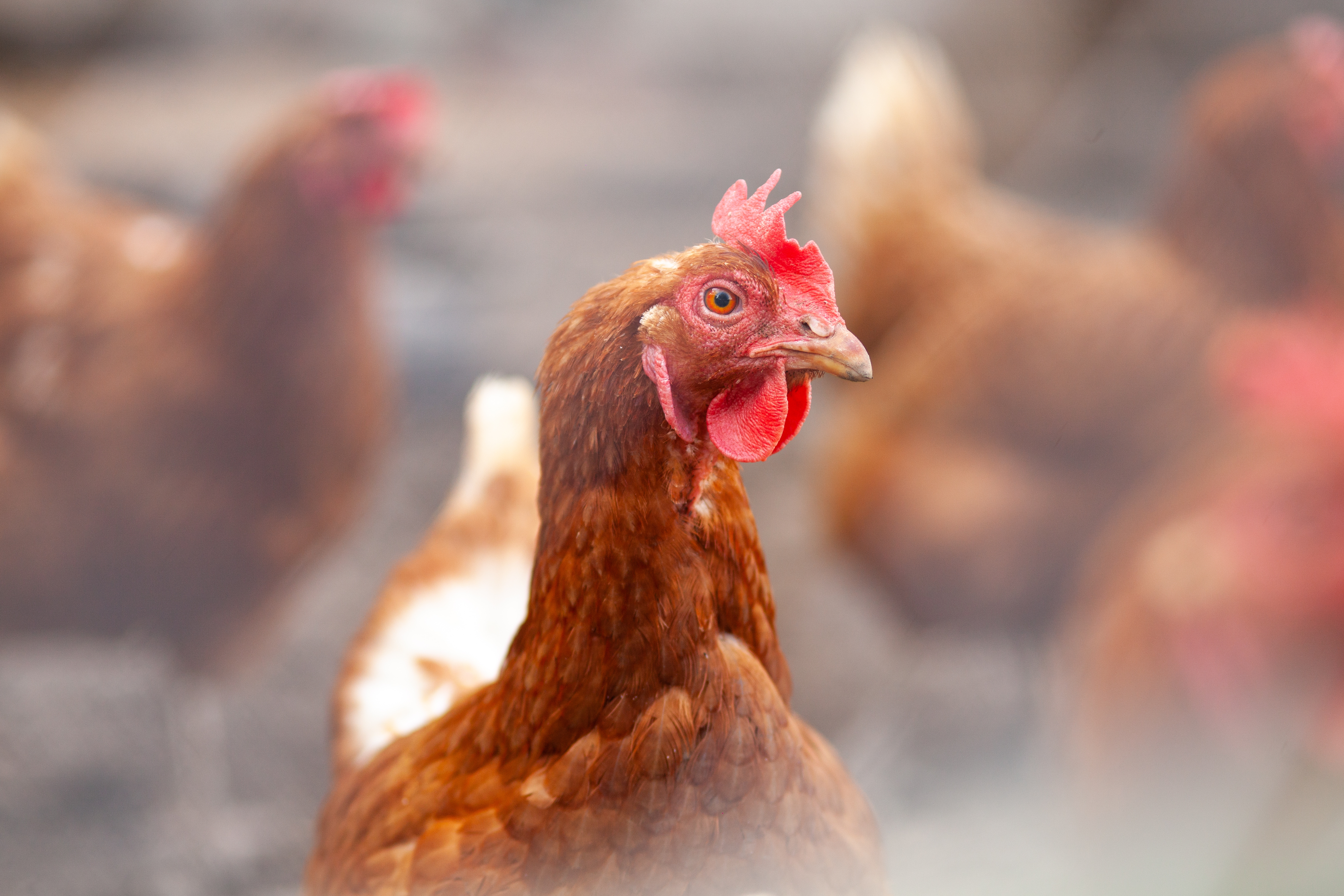 Red chickens on the farm yard lifestyle image. Farming house keeping. Animal farm. Chicken.