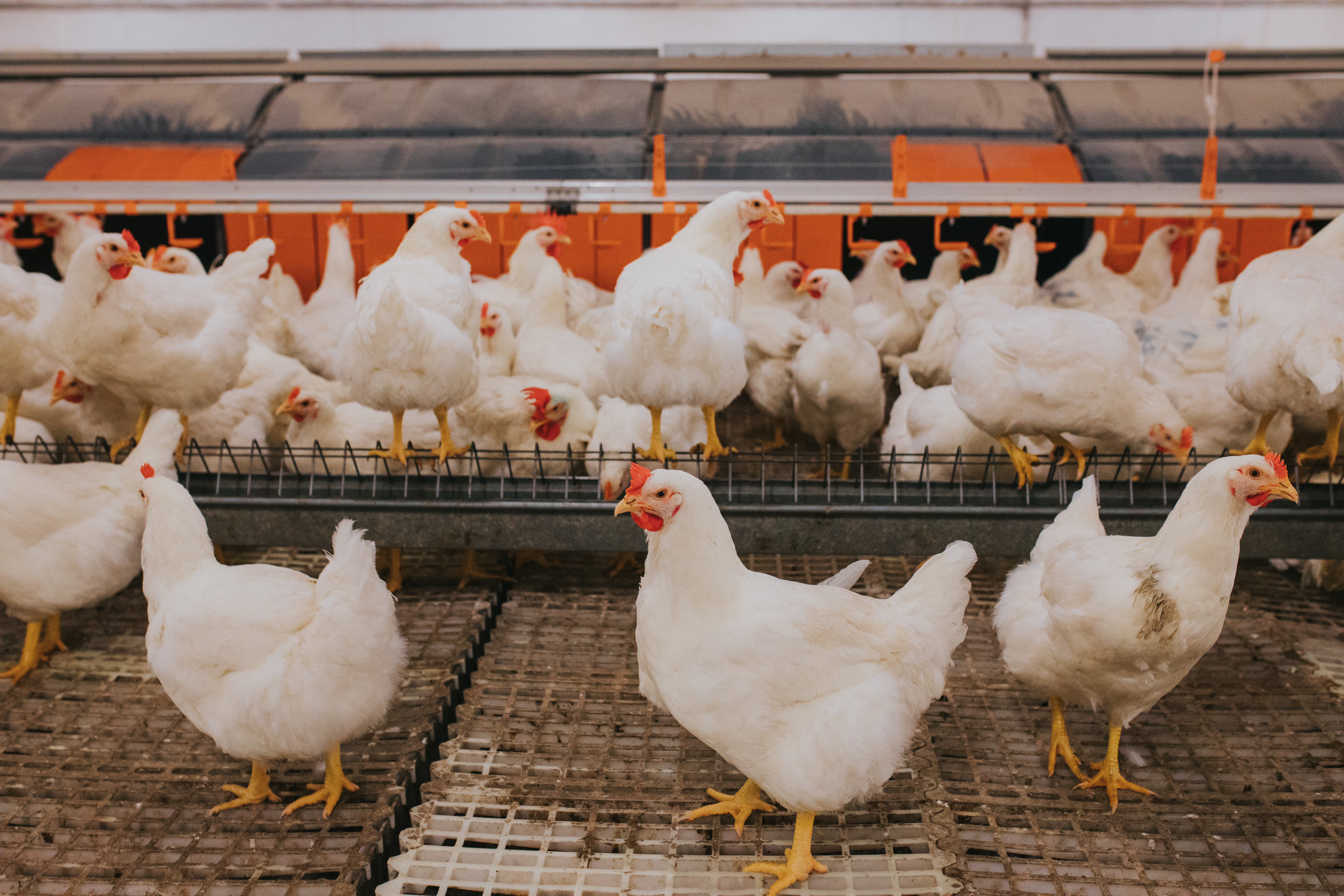 Selective focus shot of indoors chicken farm, chicken feeding