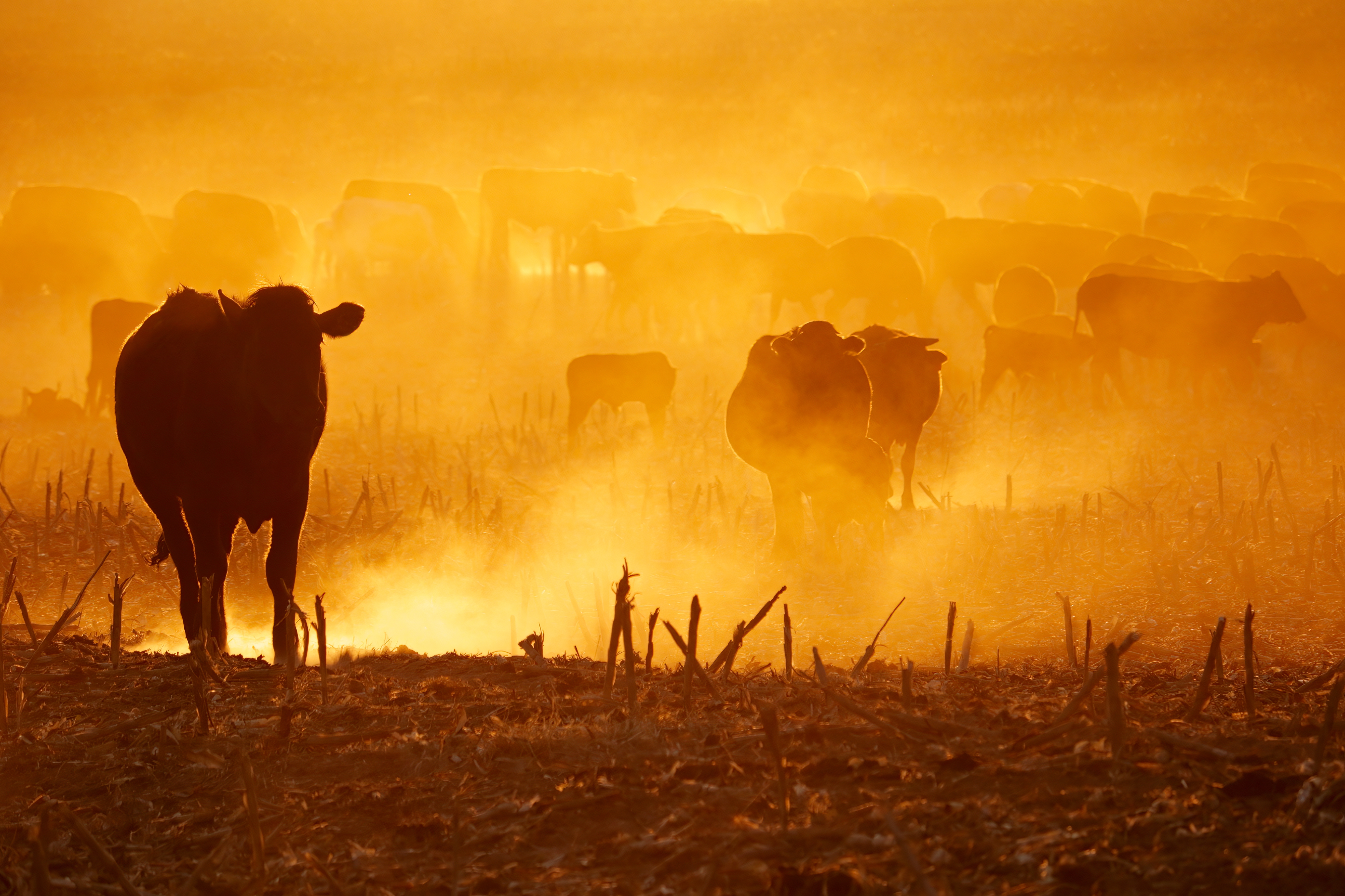 Silhouette of free-range cattle walking on dusty field at sunset, South Africa