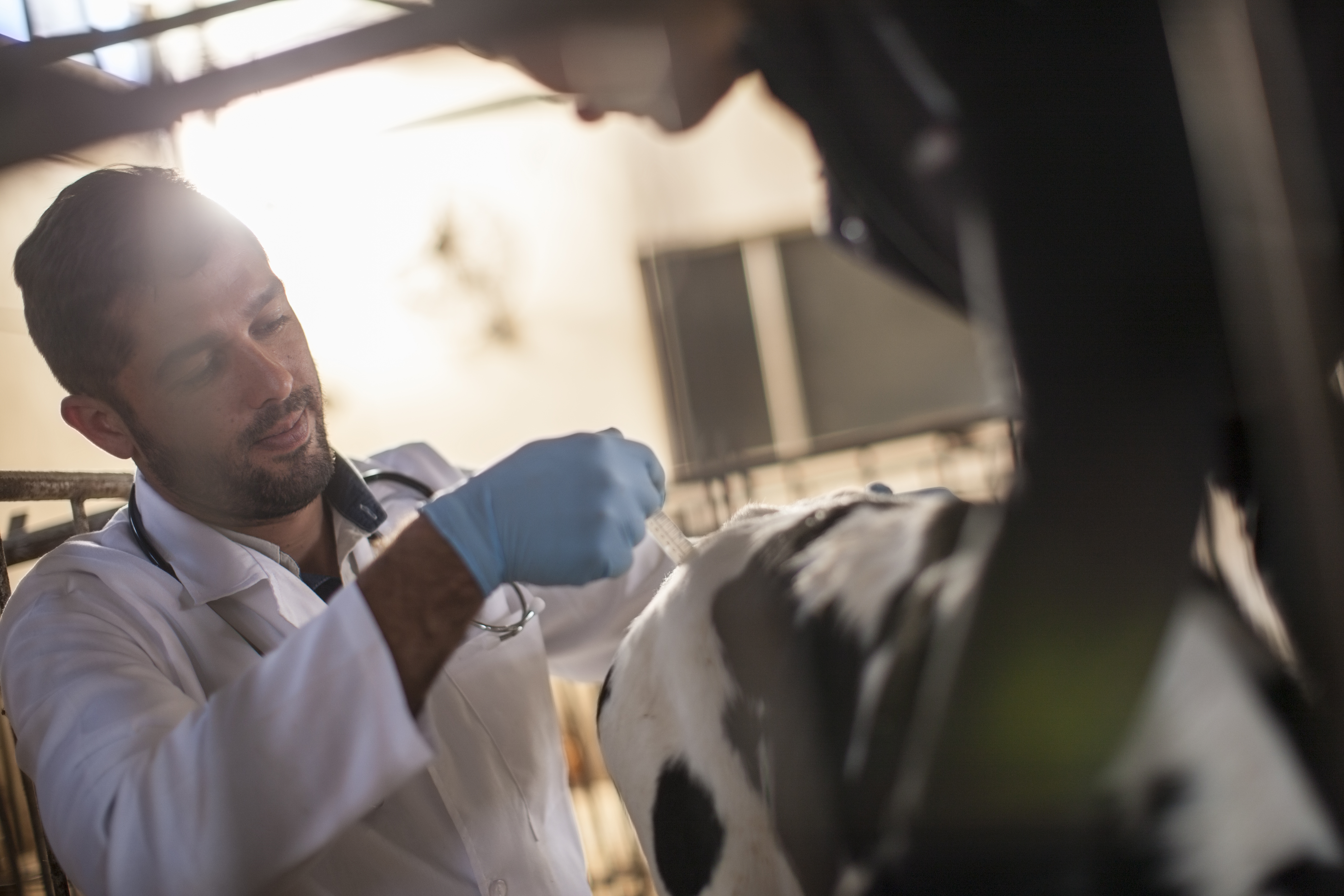 Vet giving calf an injection