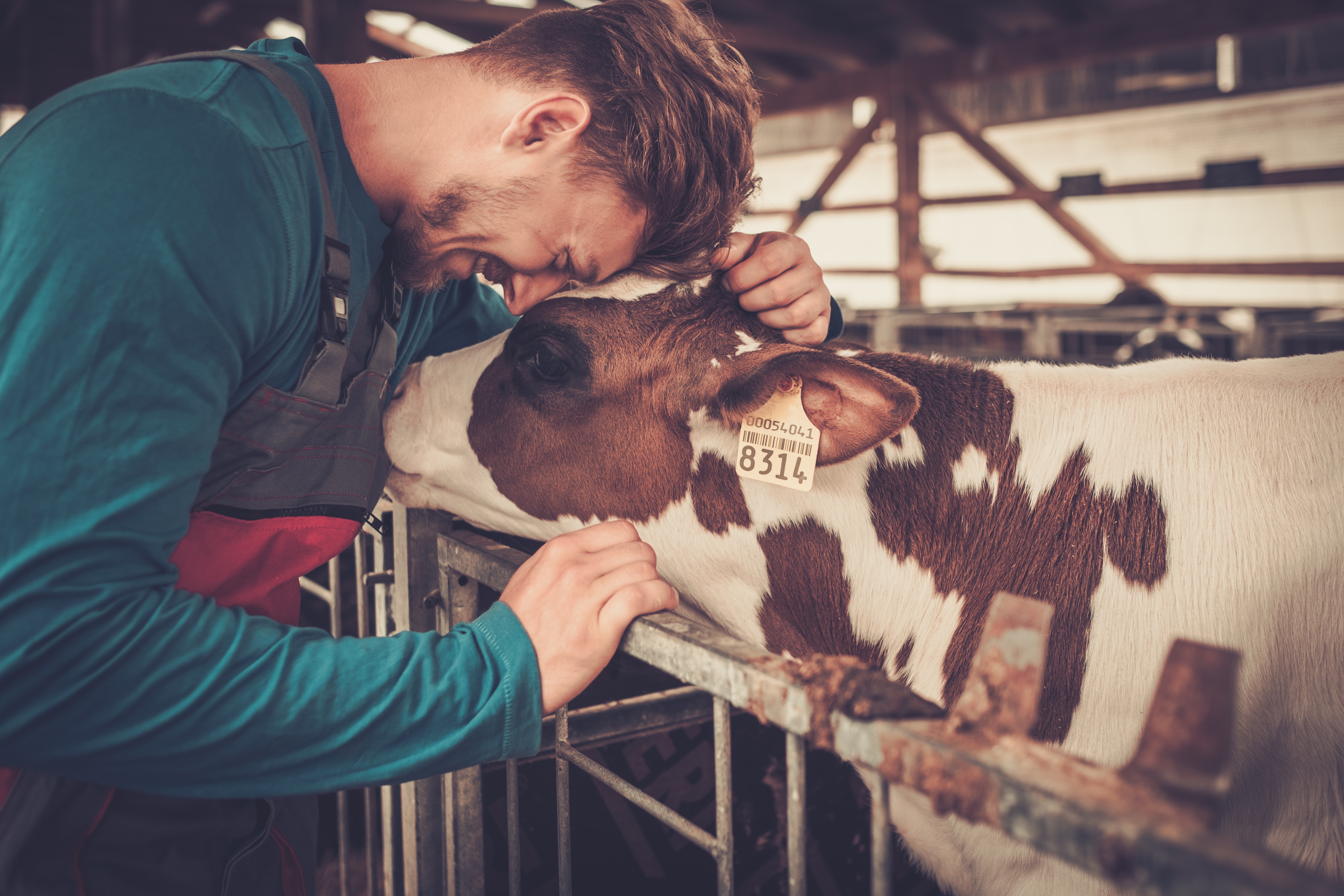 Young farmer and calf in the cowshed in dairy farm.