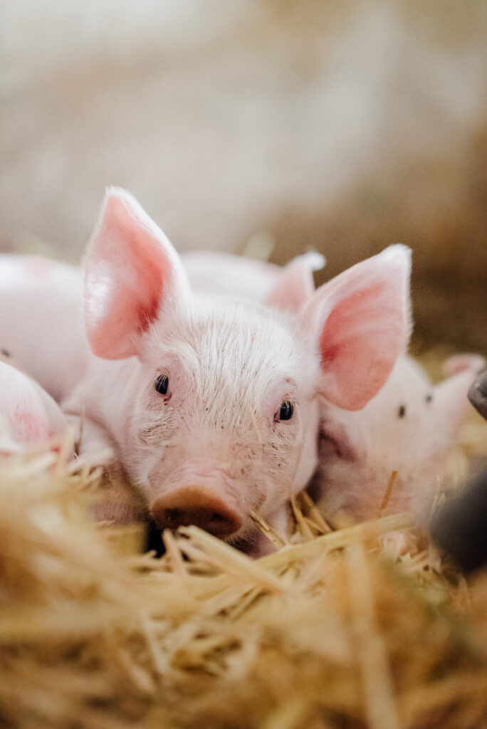 young piglet in agricultural livestock farm