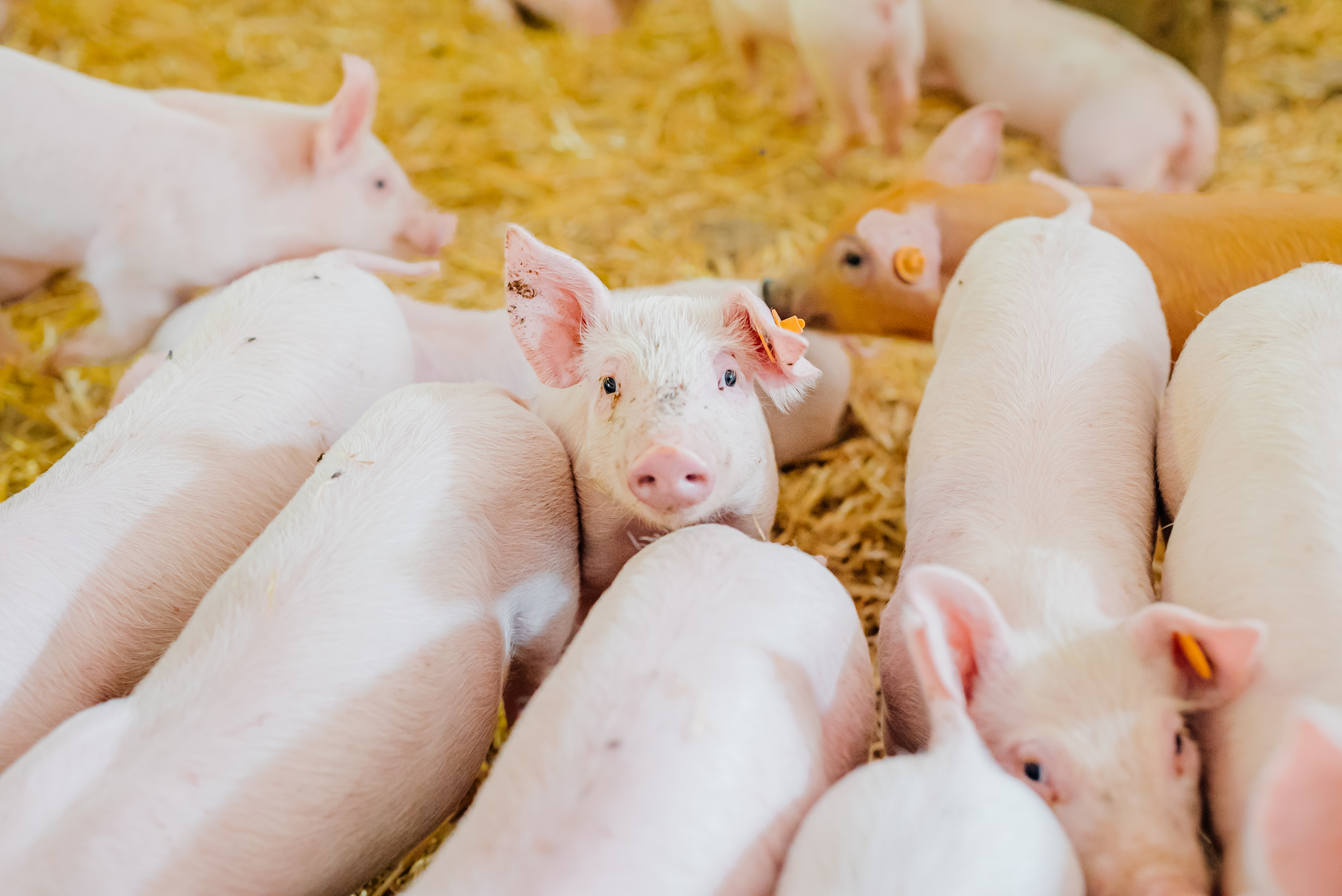 young piglets in agricultural livestock farm