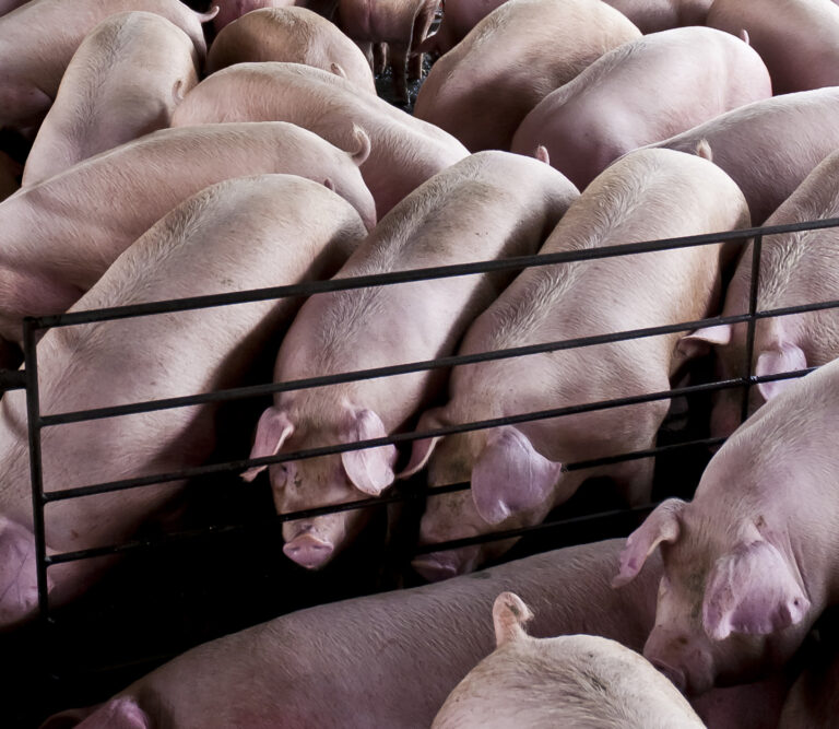 Guia Valor Máximo de Carcaça é lançado pela Agroceres PIC