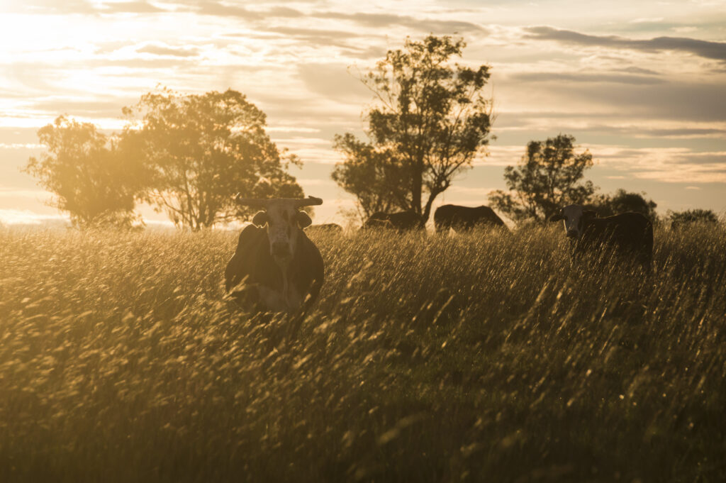 Cattle at Estancia San Juan de Poriahu, a cattle farm in the Ibera Wetlands, Corrientes Province, Ar