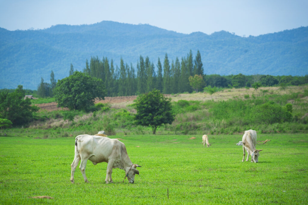 cattle in farm view