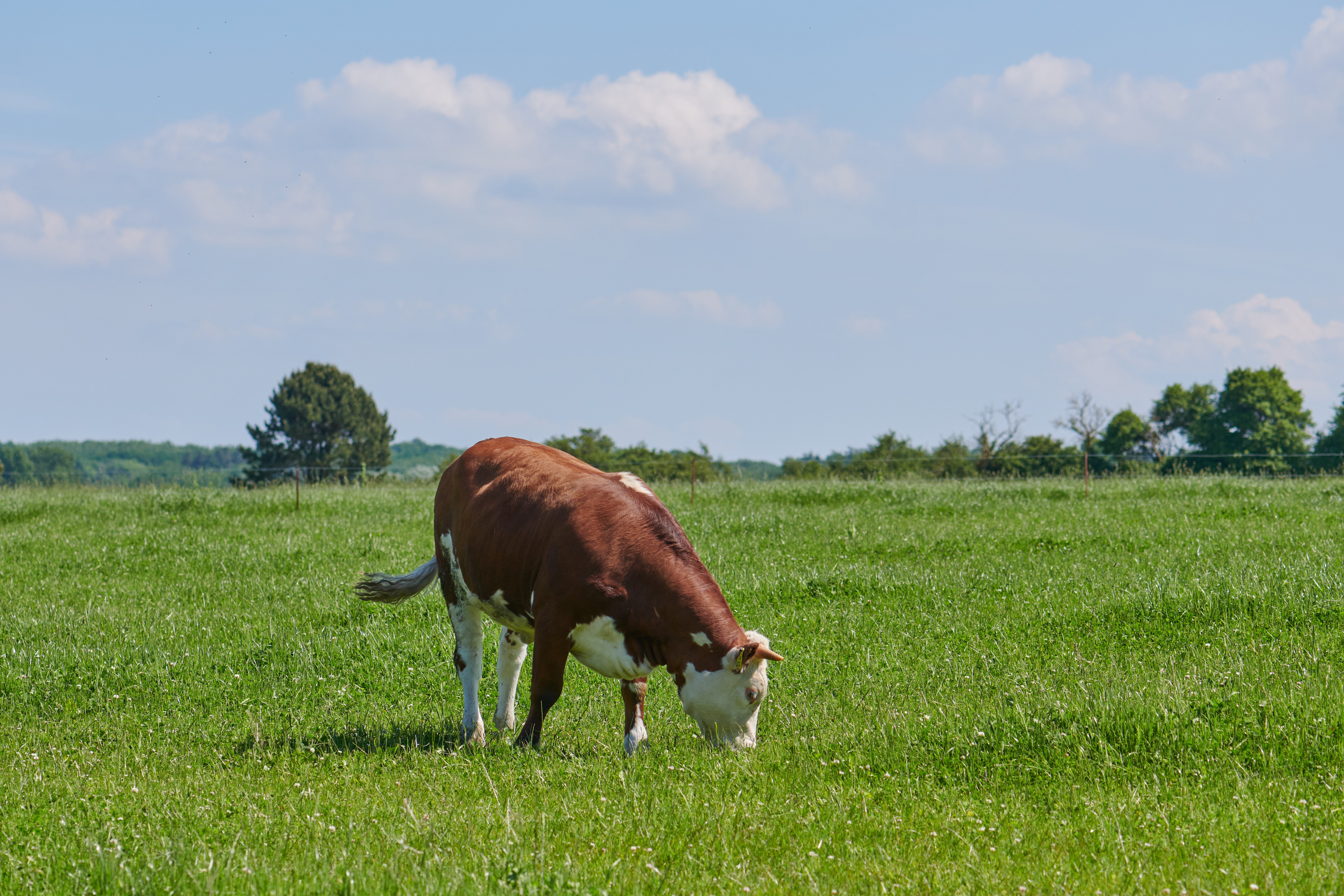 Cow (Bos taurus) eating grass in a field on a bright day