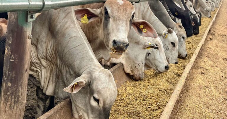 Do grano entero à dieta fast: a evolução da nutrição de bovinos de corte confinados no Brasil