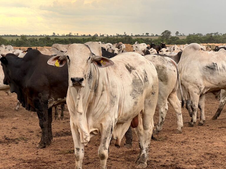 Fazendas brasileiras abrem as porteiras para grupo argentino