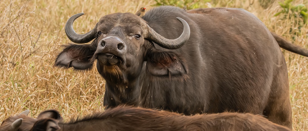 Buffalo Brasil