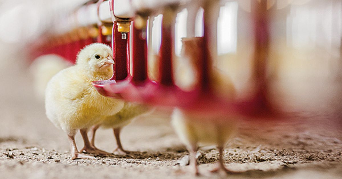 Tendência de crescimento na oferta global deve se consolidar na avicultura