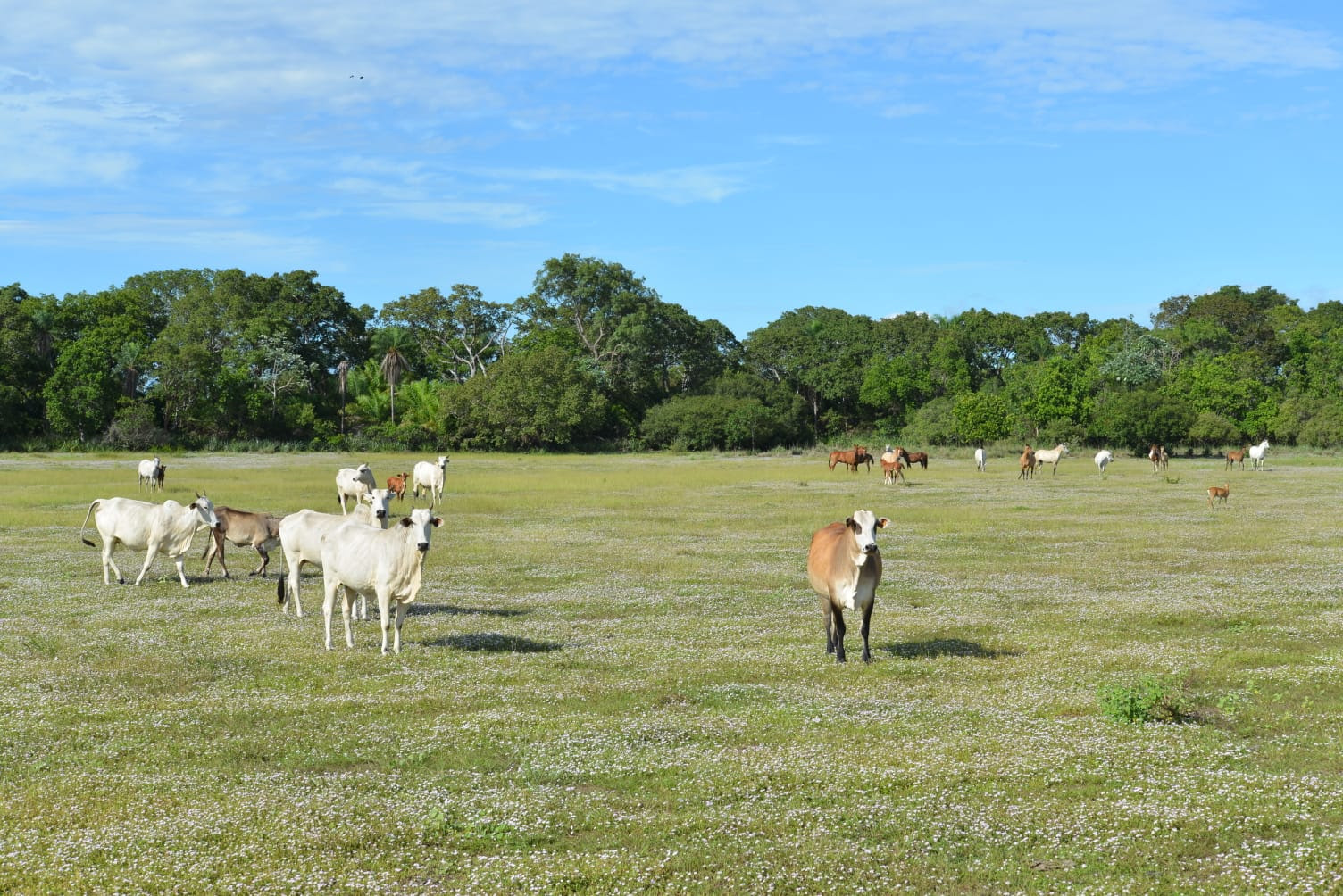 Produção sustentável de carne cresce no Pantanal