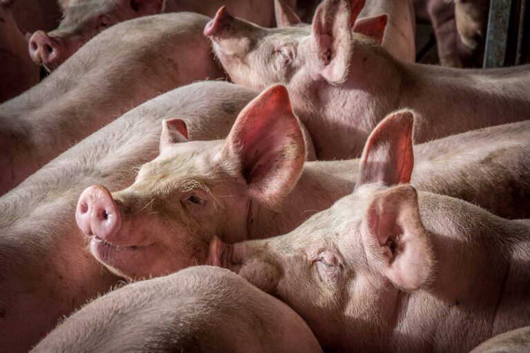 Agroceres PIC apresenta soluções genéticas avançadas para suinocultura
