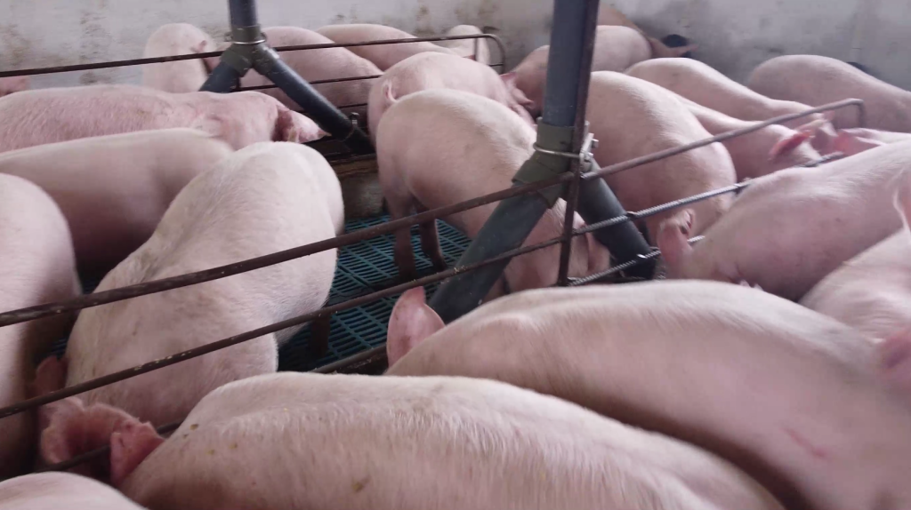 Melhoramento genético de fêmeas aumenta qualidade da carne suína