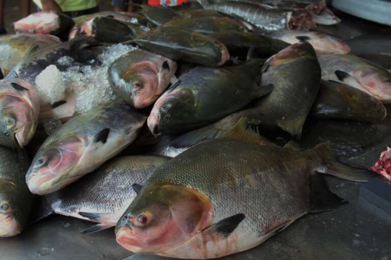 Investimentos impulsionam a produção de peixes nativos