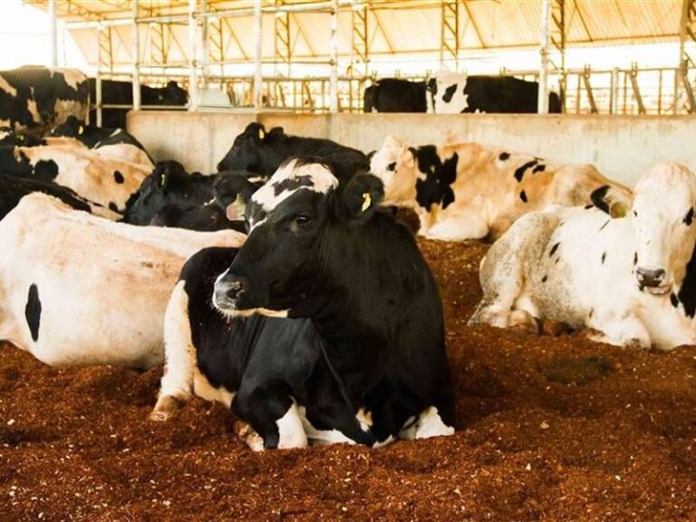 Cuidados precisos com a cama do compost barn