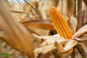 Corn cobs in burlap sack left at the field corn farm. Dry Corn field Plant Agriculture