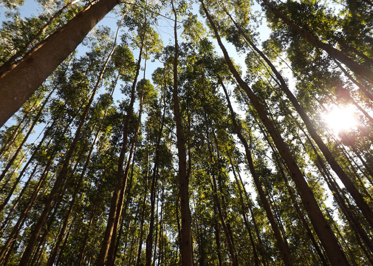 Eucalipto tem papel vital na absorção de grandes quantidades de carbono