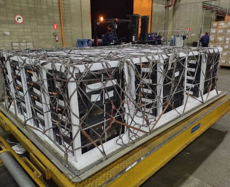 Vendas externas de material genético apresentam crescimento