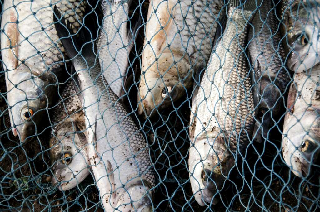 Fresh fish in a fishing nets.