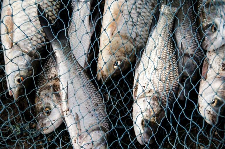 Fresh fish in a fishing nets.