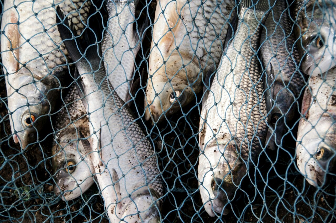 Fresh fish in a fishing nets.