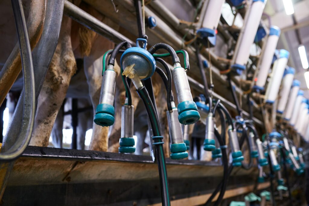 milking machine on a dairy farm close up