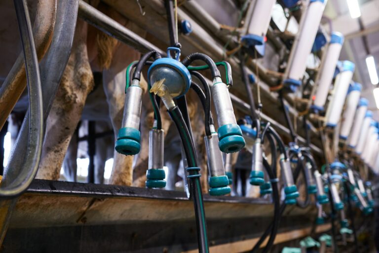 milking machine on a dairy farm close up